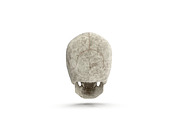 Human Skull Anatomy, a Characters & Person 3D Model by Tedi Permana (Thumbnail 3 of 7)