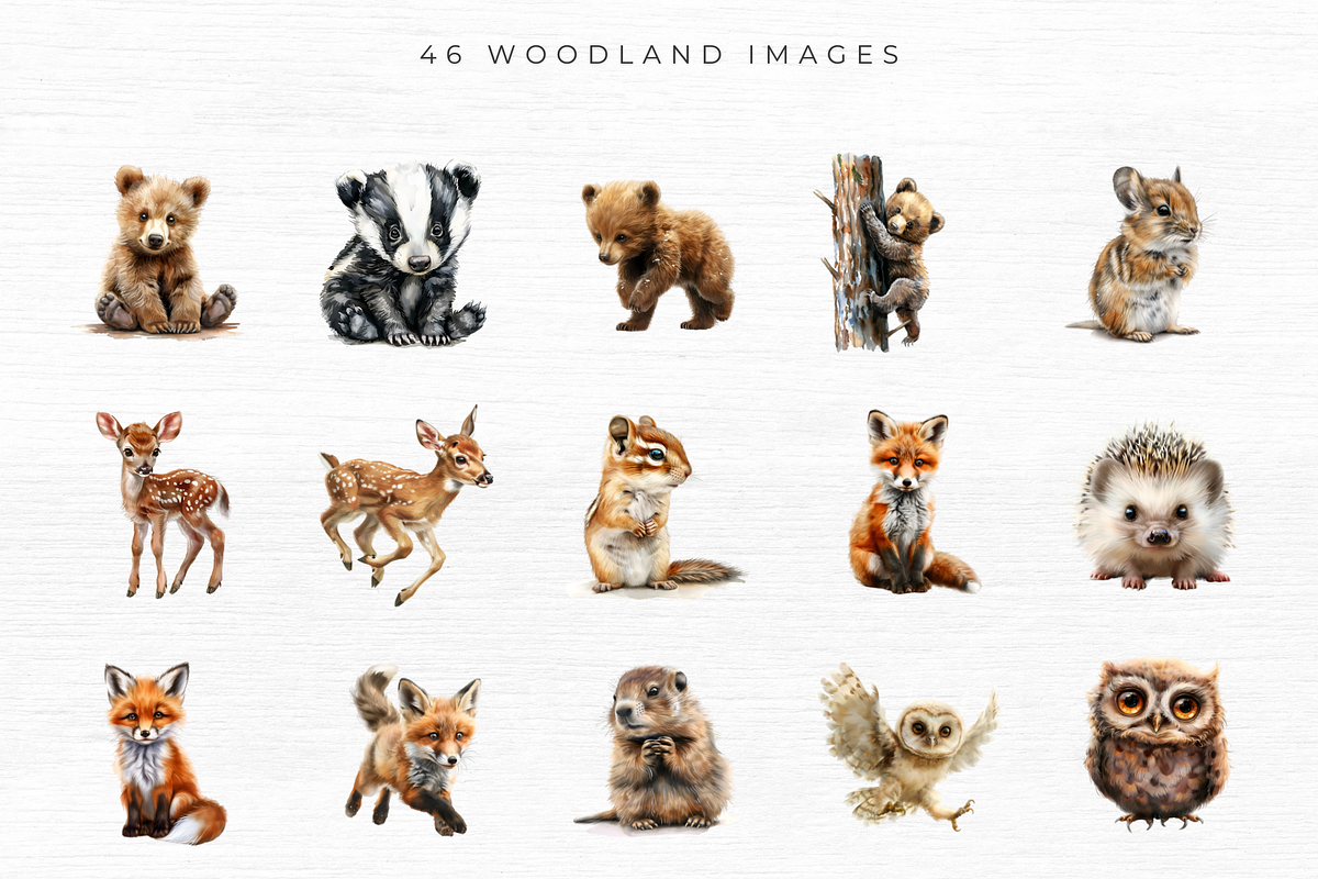 Woodland Animal Clipart, an Animal Illustration by EllyandLima (Photo 4 of 7)