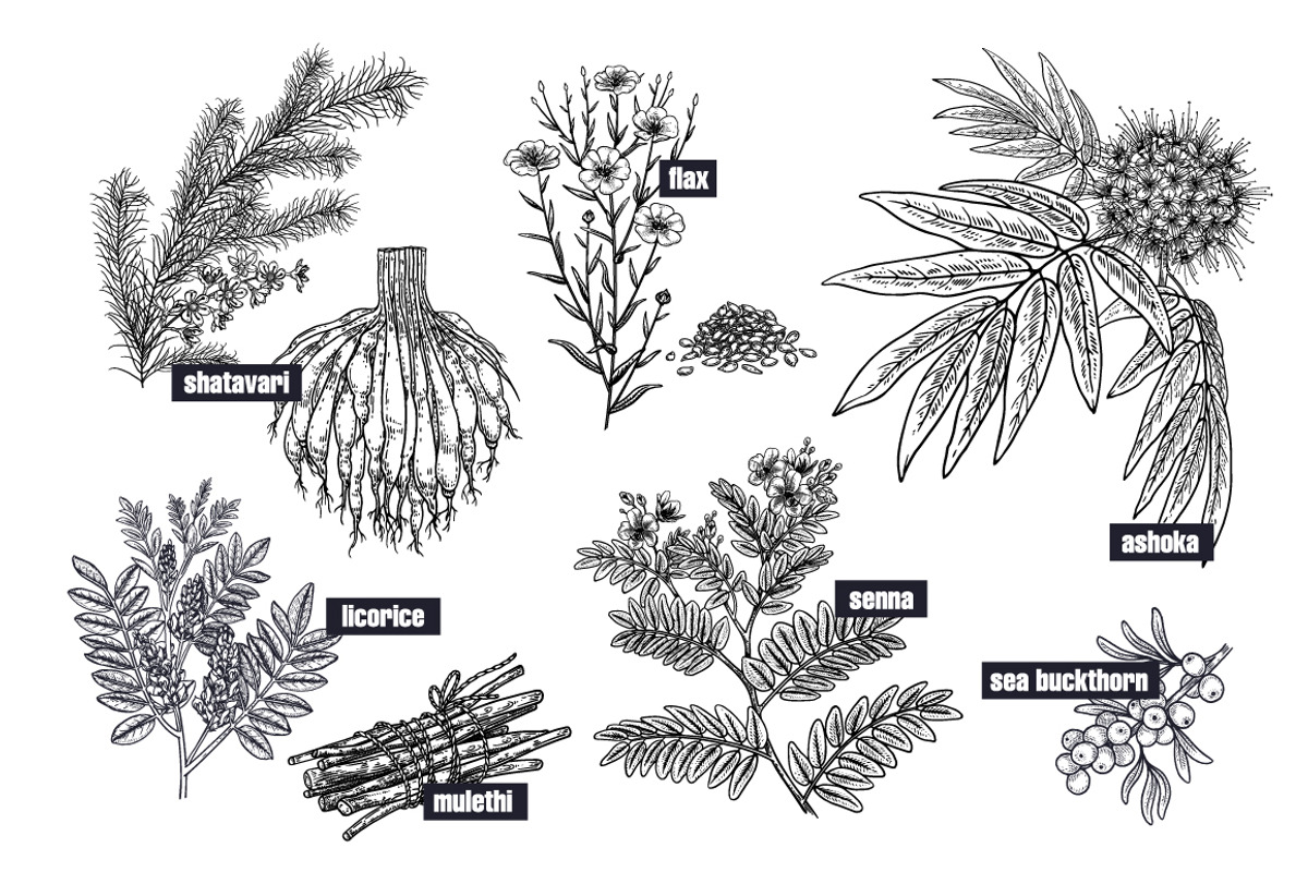 Medical plants. Big set., an Object Graphic by MarinaVorontsova (Photo 10 of 11)