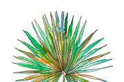 Watercolor palm leaves clipart, an Illustration by Watercolor_Vector Graphic (Thumbnail 14 of 15)