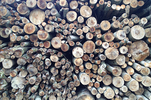 Wet Woodpile