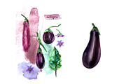Watercolor vegetables. Eggplant., a Food Illustration by katya.bogina (Thumbnail 2 of 4)
