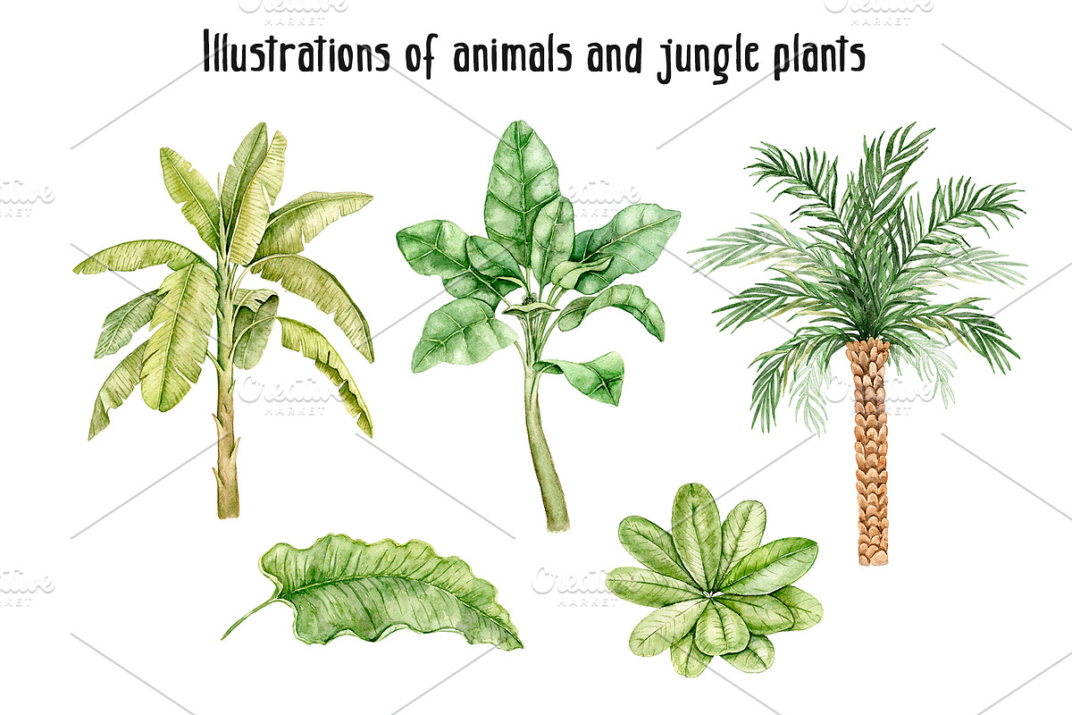 Jungles watercolor clip art, an Animal Illustration by Eves_Aquadreams (Photo 4 of 12)