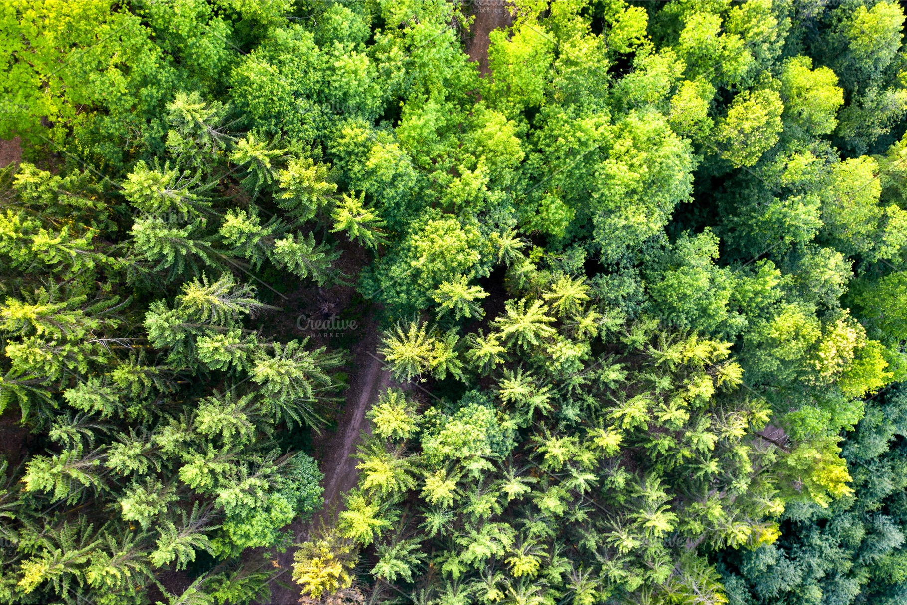 Aerial view of trees in the vosges featuring forest, france, and vosges, a Nature Photo by Leonid Andronov