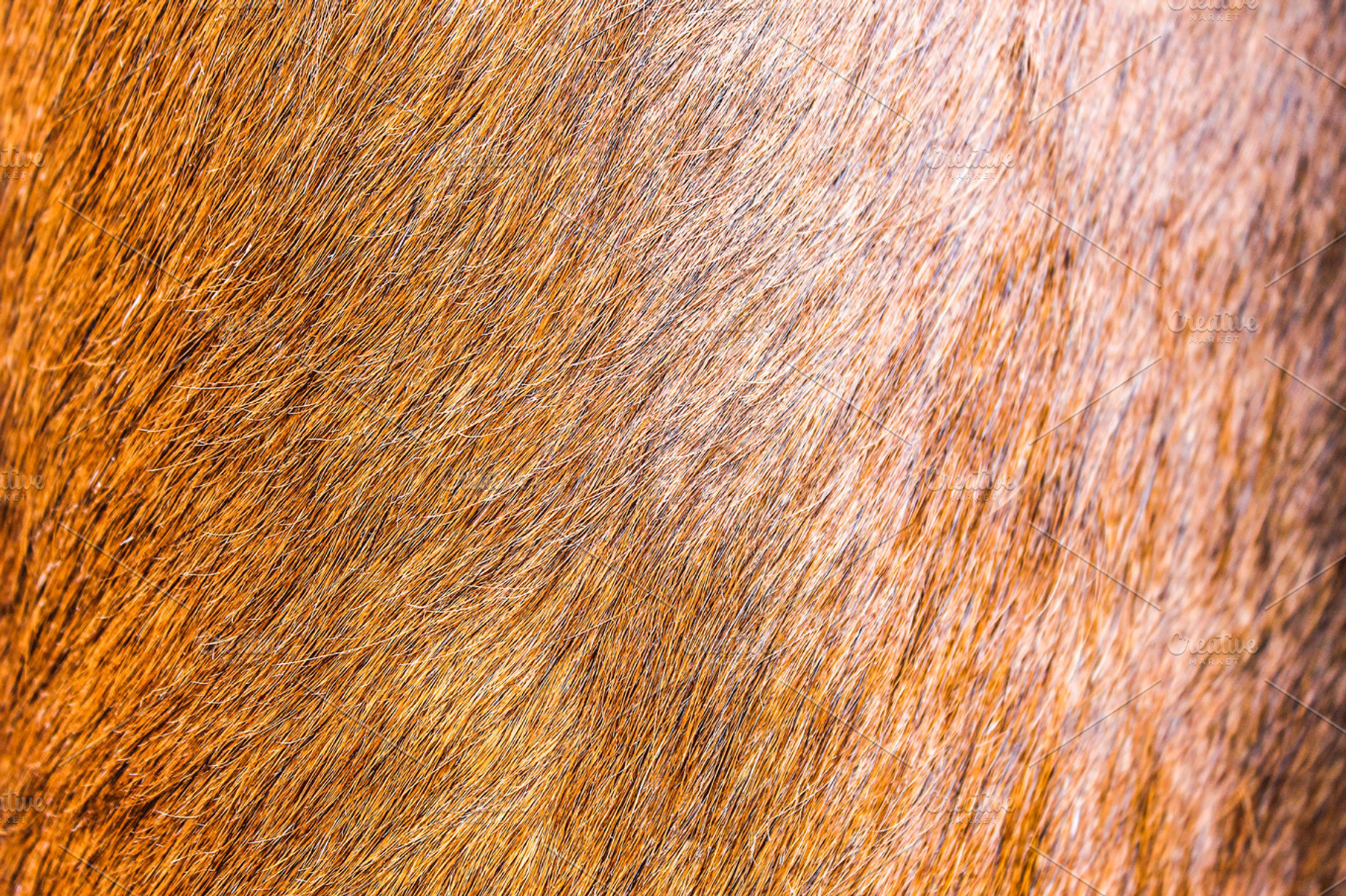 Cow leather texture featuring cow, texture, and skin, an Abstract Photo by Sofiart
