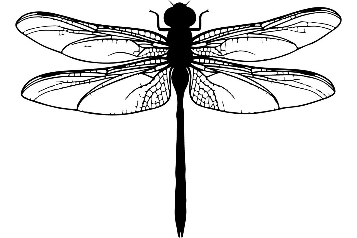 Dragonfly Silhouette, an Object Graphic by Designer_Momina (Photo 11 of 20)
