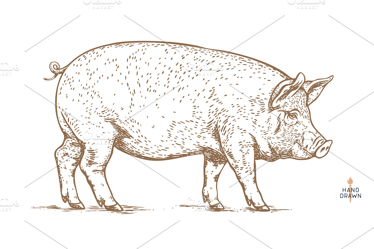 Pork, pig, hog, meat sketch, hand, a Food Illustration by Foxys Graphic