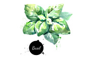 Watercolor Herbs Vector Set, a Food Illustration by Elena Pimonova (Thumbnail 4 of 4)