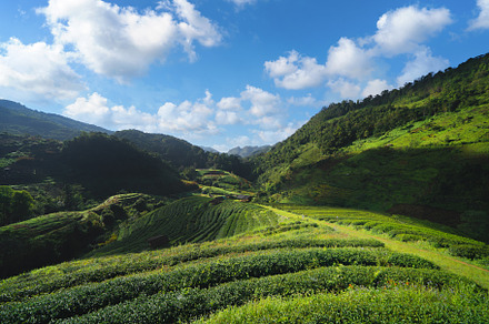 Green fresh tea or strawberry farm, agricultural plant fields in, a Background Photo by Tampatra