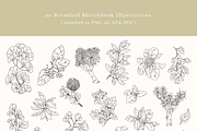 Botanical Sketch Vector Illustration, a Decorative Illustration by Emma Webb Studio (Thumbnail 4 of 7)