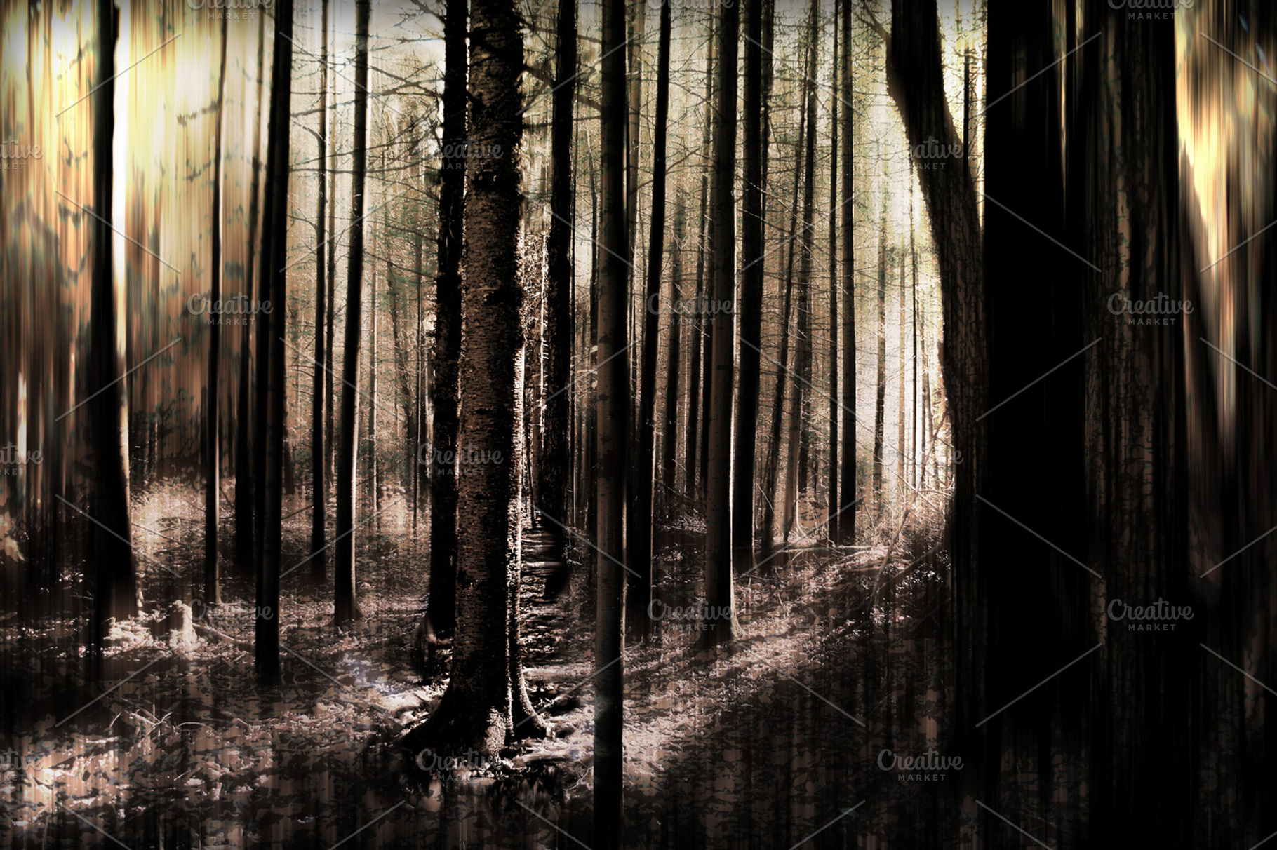 A Forest, a Nature Photo by Martin Varallo