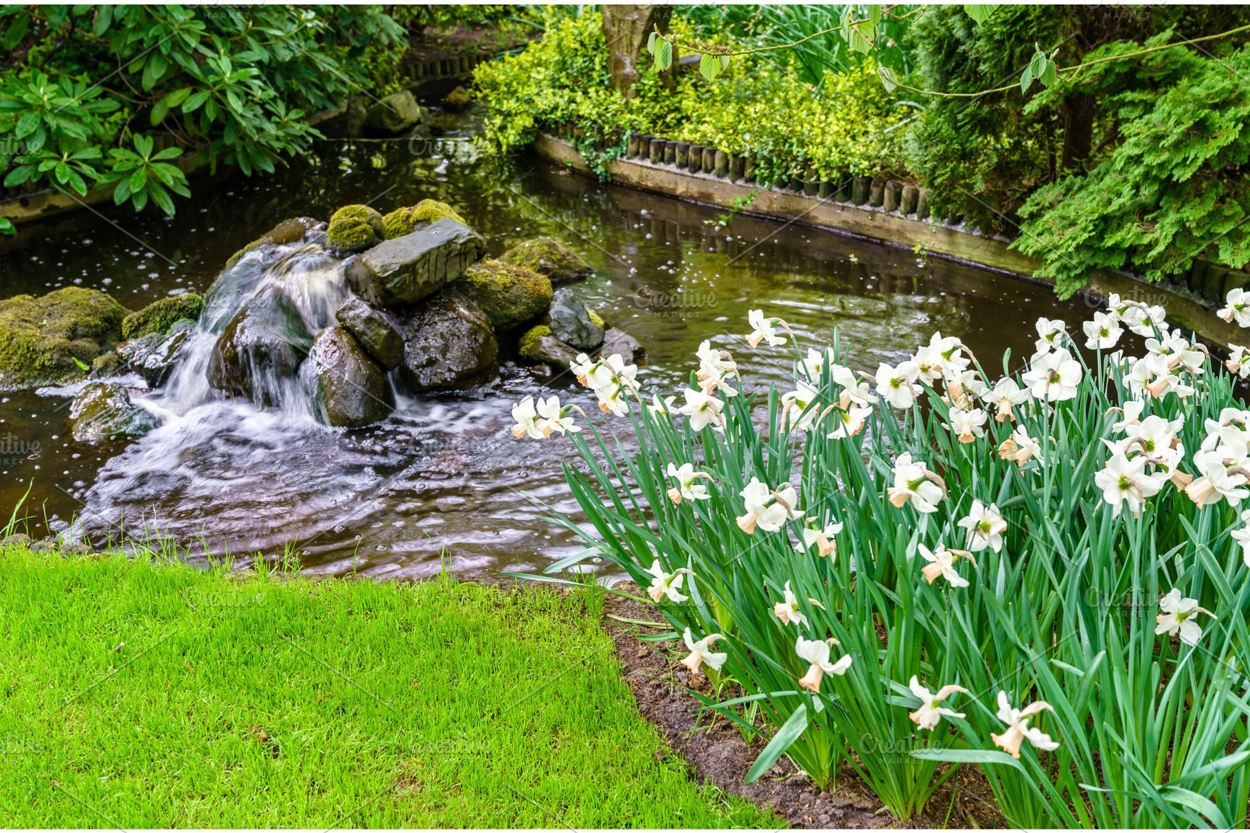 White narcissuses at the keukenhof spring garden the netherlands stock photo, a Nature Photo by Leonid Andronov
