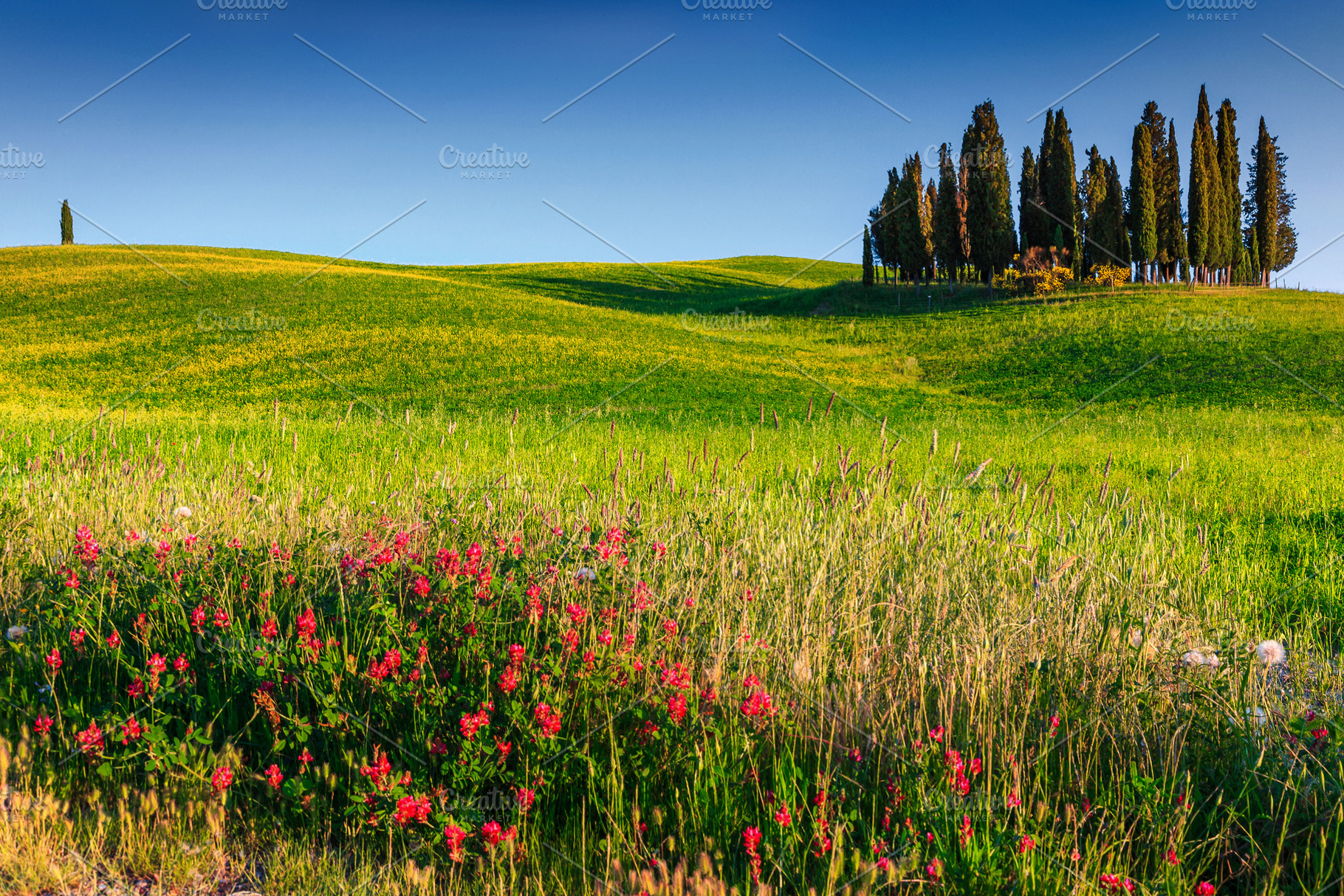 Spring Tuscany landscape, a Nature Photo by Alpine Dreams