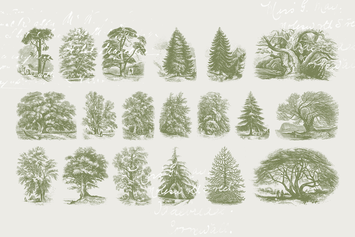 29 Branches, Twigs & Leaves (+Bonus), an Illustration by Century Library (Photo 5 of 8)