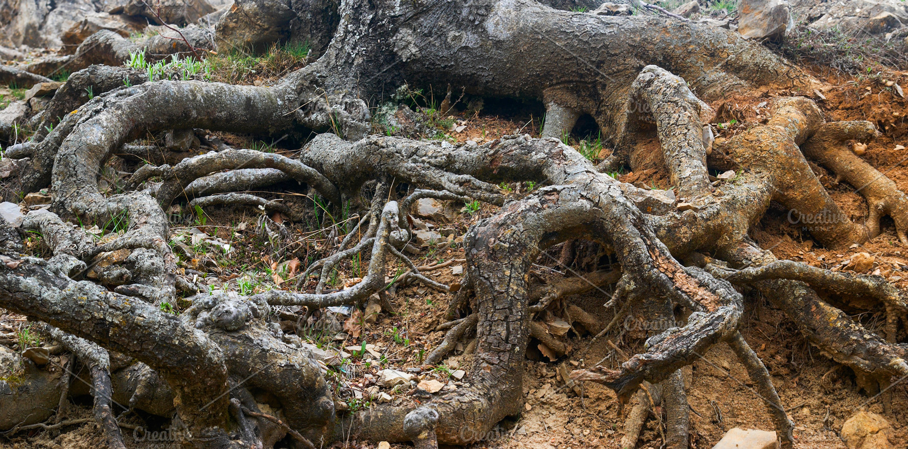 Root of big tree, a Nature Photo by Vapi