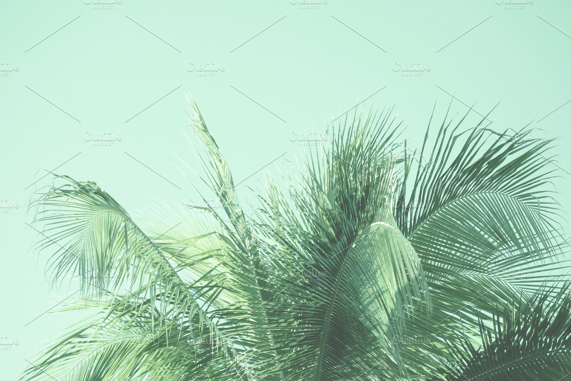 Tropical Palm Tree Fronds Photo, a Nature Photo by kristiangallagher