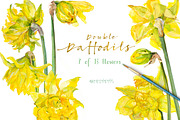 Double Daffodils, an Illustration by watercolorwild.graphics (Thumbnail 4 of 6)