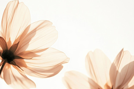 Pastel-colored cosmos flowers overlapping softly, ideal for post