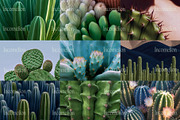 70 Aesthetic Cactus Stock Photos, a Nature Photo by Incomelion (Thumbnail 8 of 14)