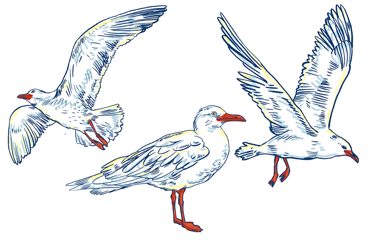 SEAGULL set, a Pattern Graphic by Tanya Akhmett (Photo 3 of 7)