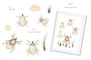 Watercolor Insects Life Cycle, an Education Illustration by MayaNavits (Thumbnail 11 of 18)