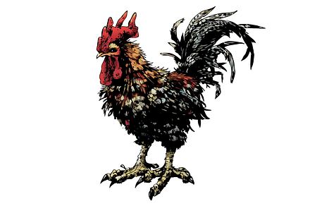 Rooster