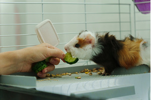 Guinea pig peeks out of its cozy, an Animal Photo by darksoul72