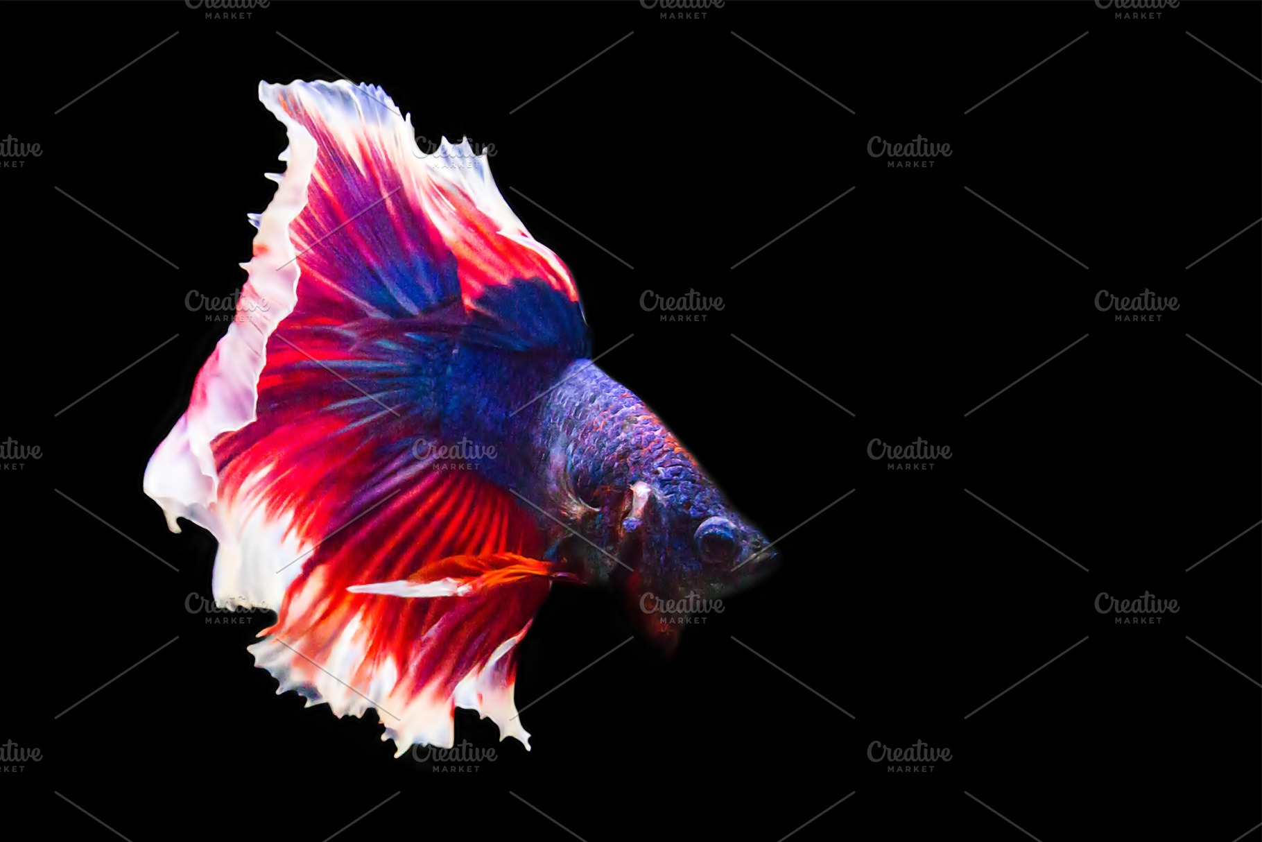 Betta fish isolated on black containing betta, action, and aggressive, an Animal Photo by rakoptonLPN