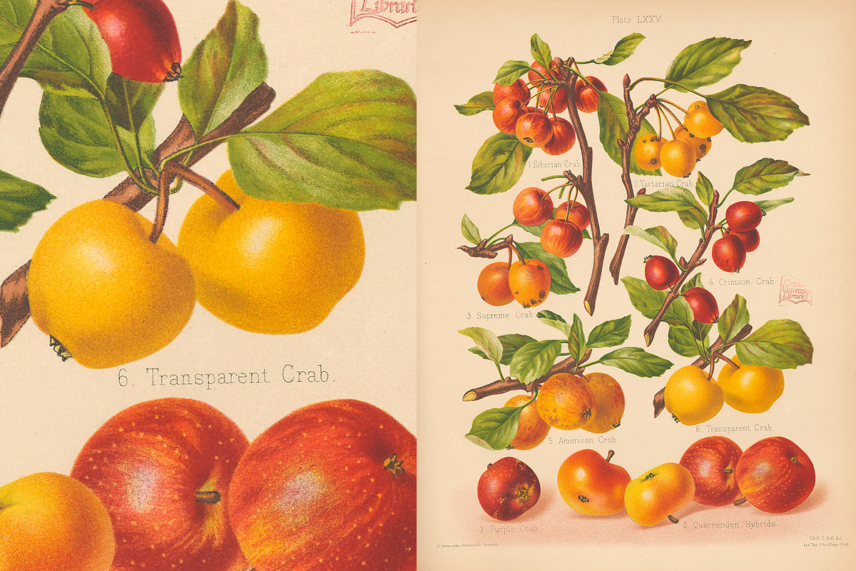 Rare! The Herefordshire Pomona, a Food Illustration by Digital Museum (Photo 6 of 10)