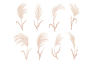 Pampas Grass, Dry Boho Flower Plants