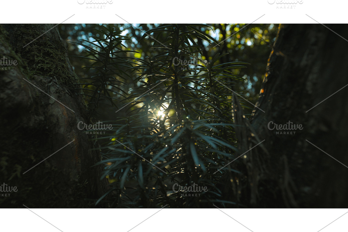 Close-up View On Japanese Plum Yew, a Graphic by Our Amazing World (Photo 1 of 2)