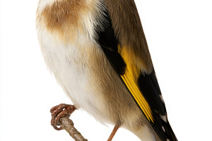 European goldfinch perched on branch isolated on white backgroun, an Animal Photo by José Manuel Gelpi