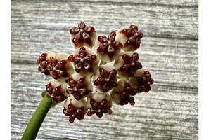 Hoya kerrii, general view in the, a Nature Photo by Nadzin