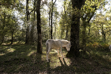 White donkey scratching itself again