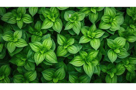 frame overhead green border top view, a Nature Photo by pikepicture