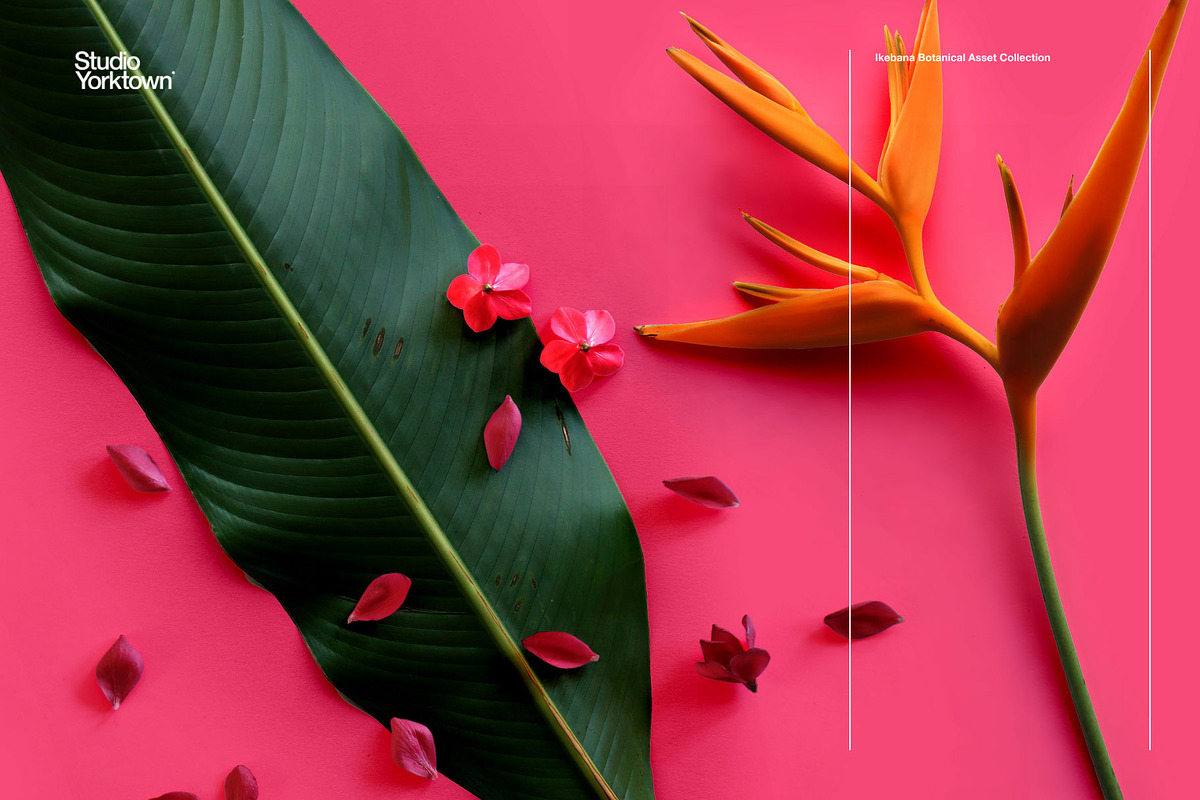 Ikebana Botanical Asset Collection, an Object Graphic by Studio Yorktown (Photo 11 of 15)