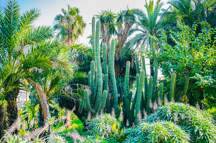 Cactus outdoors palm trees stock photo containing arizona and back