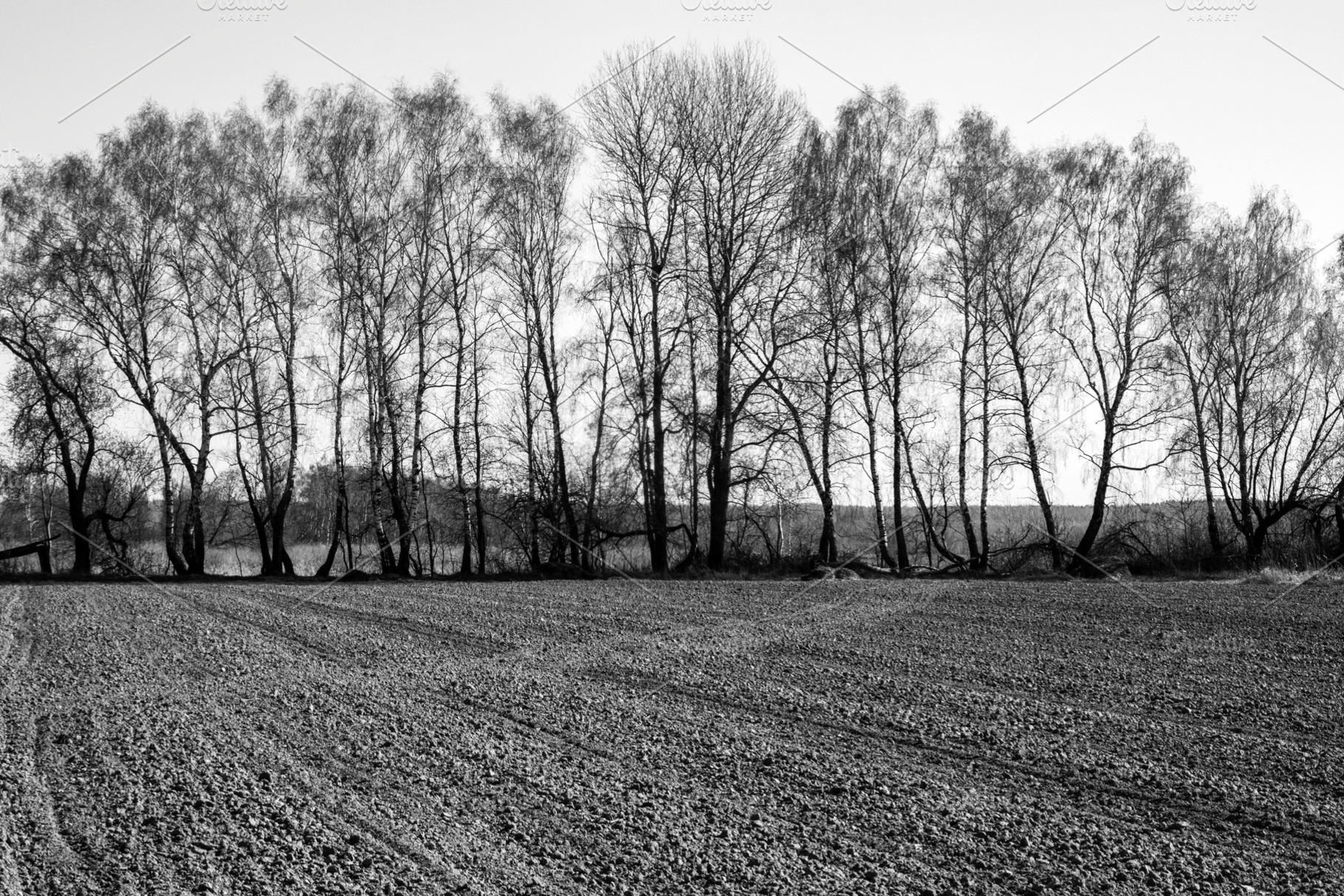 Plowing the land in spring, a Food & Drink Photo by Schreibikus