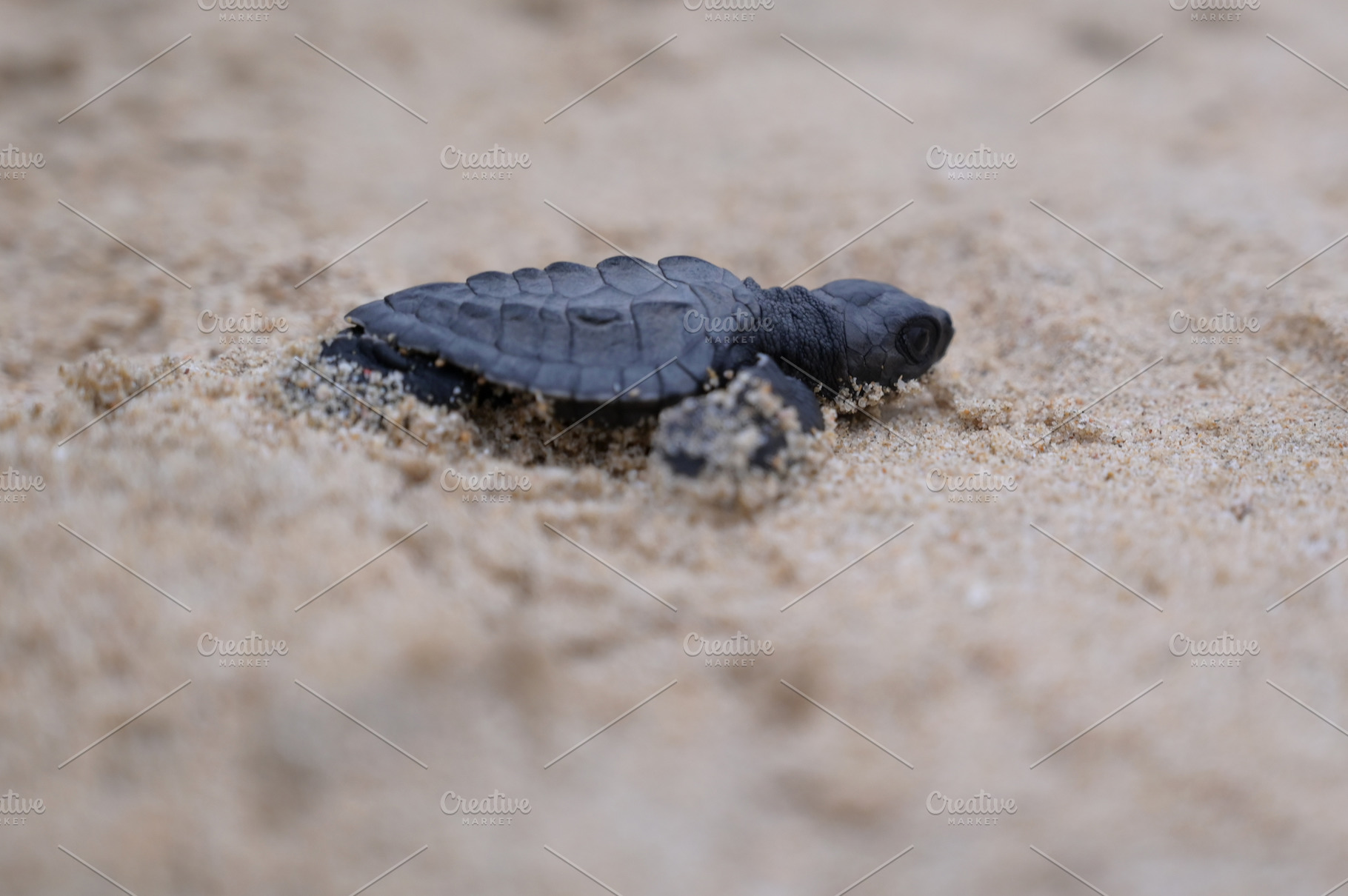Release of baby turtles Olive Ridley, an Animal Photo by Riza Azhari