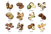 Hard nut graphic design set, a Food Illustration by handsketched (Thumbnail 9 of 18)