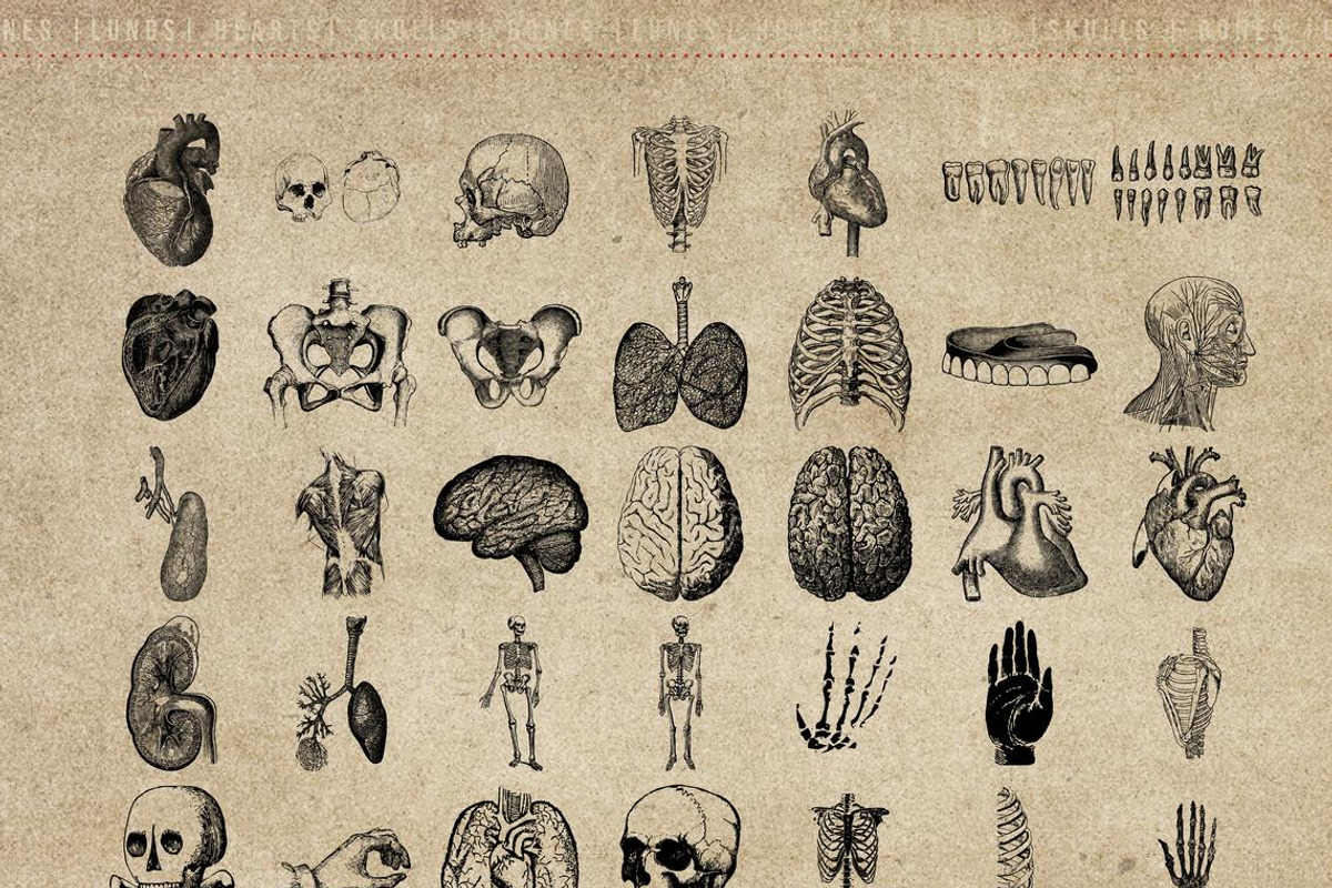 50 Procreate Anatomy Stamps, a Brush Add-On by Endete & Mazak brushes (Photo 2 of 7)