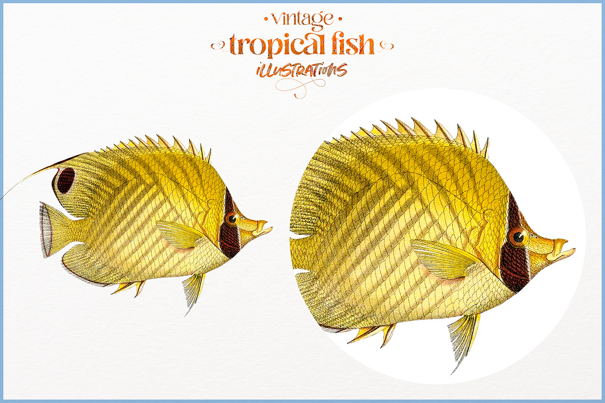 Vintage tropical fish illustrations, an Animal Illustration by Natalka Dmitrova art (Photo 10 of 12)