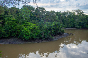 Tranquil view of the Cuyabeno river in the Amazon rainforest, a Photo by GoodGoods