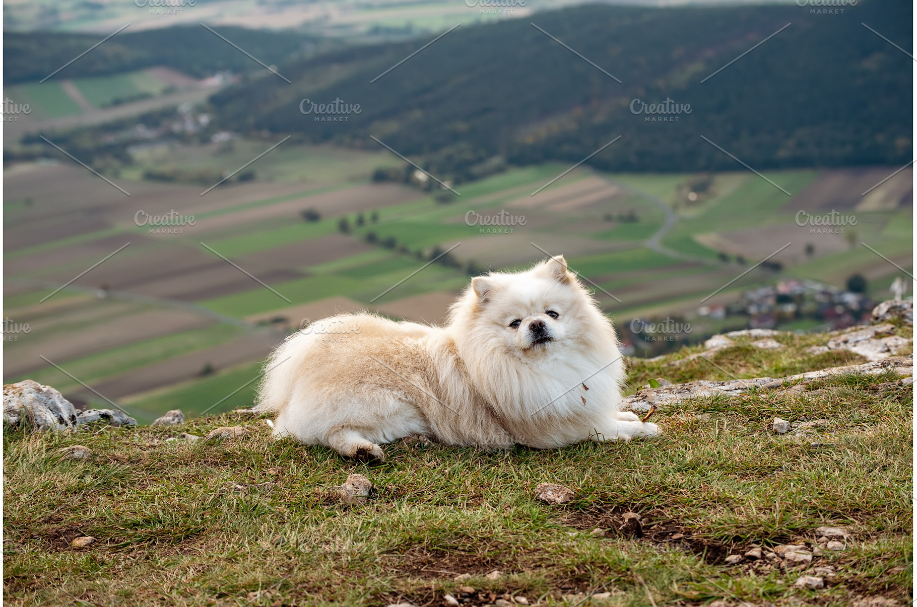 Fluffy Pomeranian dog sitting on a, an Animal Photo by Nature and travel