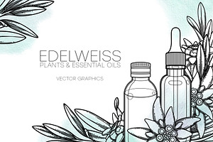 Edelweiss - Vector Graphics