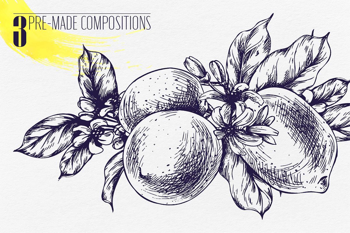 Vintage Lemon Engraving Collection, a Food Illustration by NATASHA CHU (Photo 5 of 14)