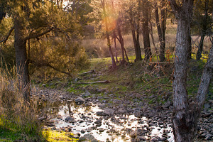 Sunset Woods With Creek, a Nature Photo by THP Creative