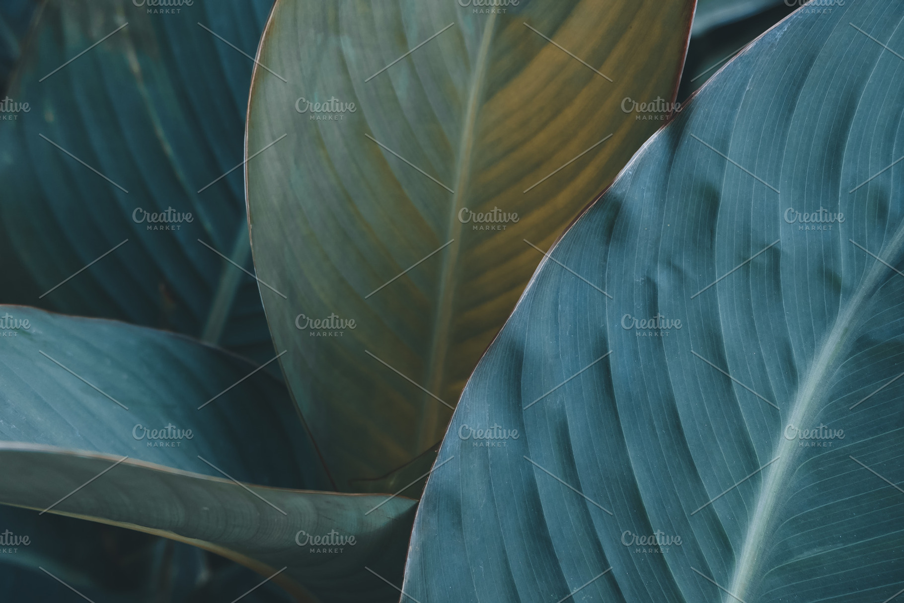 Dark leaves texture, an Abstract Photo by Valeryia P.