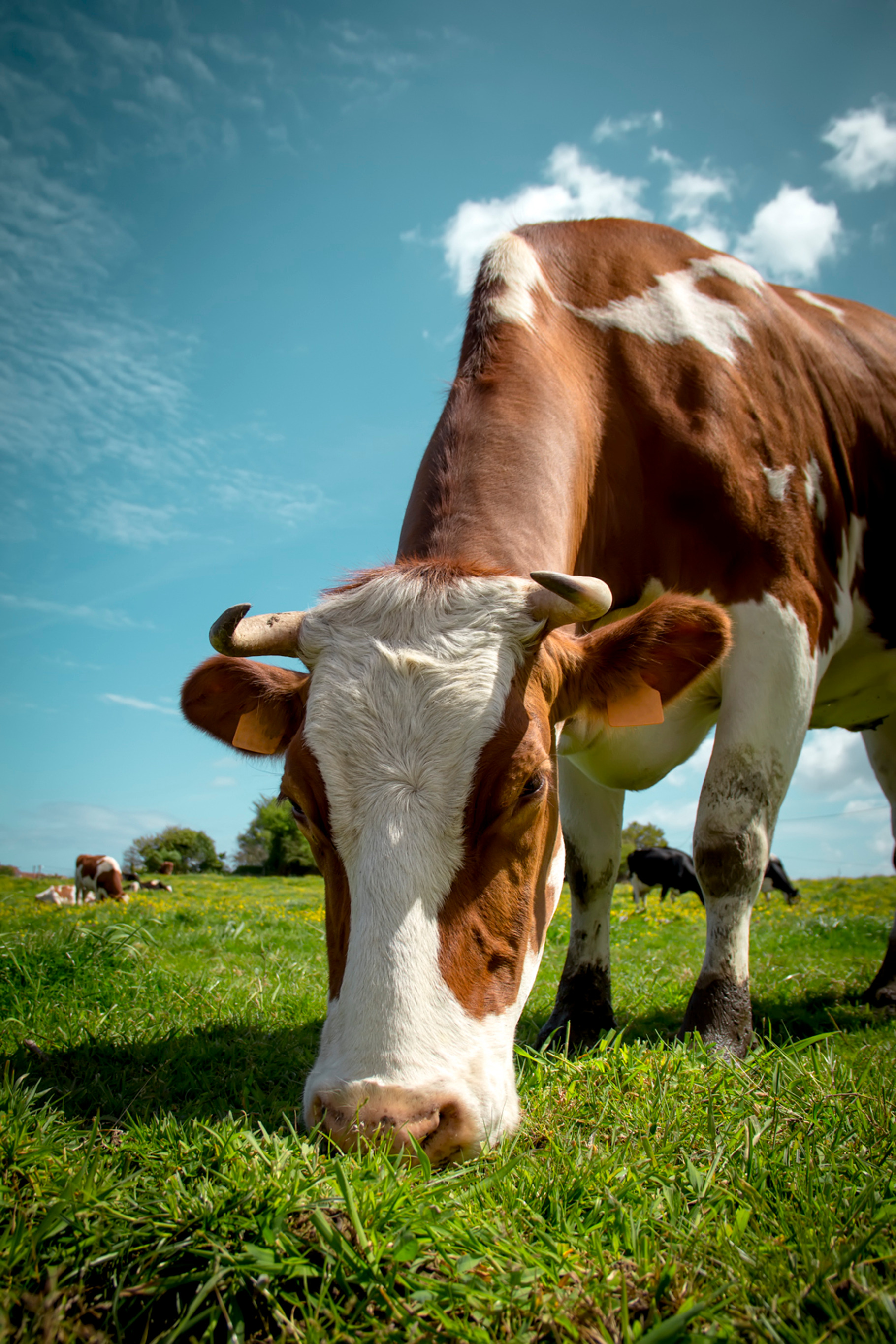 Cow featuring agriculture, animal, and background, an Animal Photo by MarcoGovel