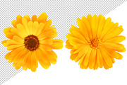 Calendula (marigold) flowers, an Object Graphic by Fruits+Veggies (Thumbnail 2 of 4)